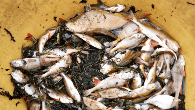 Uisce Éireann fined for sewage pollution that killed 1,000 fish