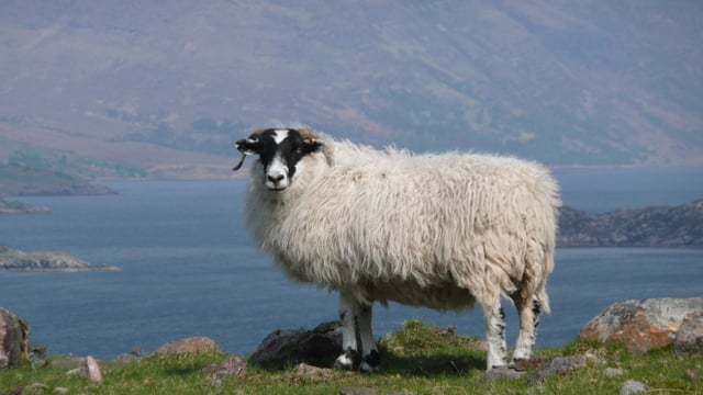 How Mayo became home to Ireland’s largest sheep farm