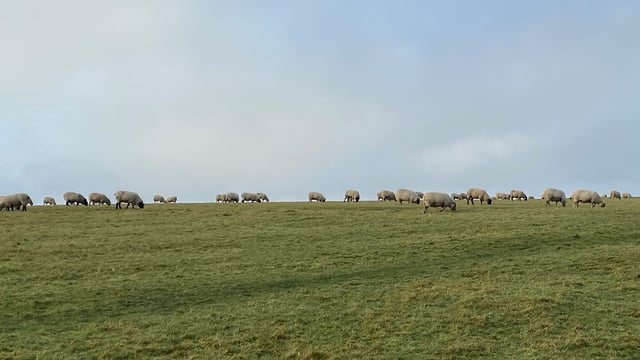 Lambs hit €232/head as 'subdued' supply forecast