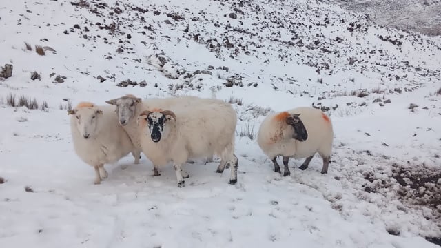 Met Éireann issues new Status Orange low temperature warning