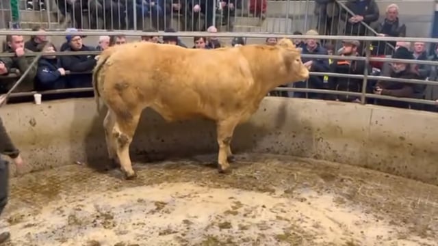 Bullocks make up to €4,850 at Carnew Mart's fatstock sale