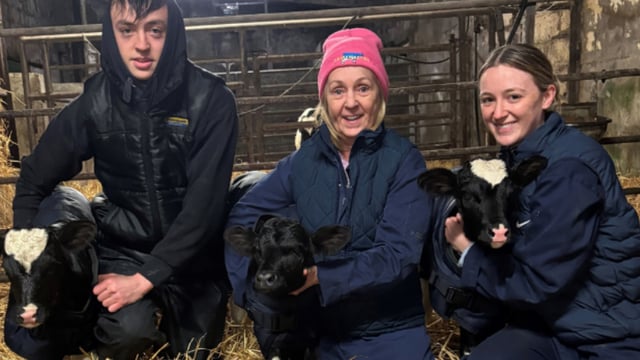 'Great surprise' for Cork farmer as triplet Friesian heifers born