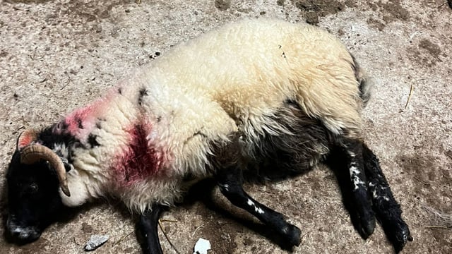 Sheep dead, injured and missing following dog attack in Co. Kerry