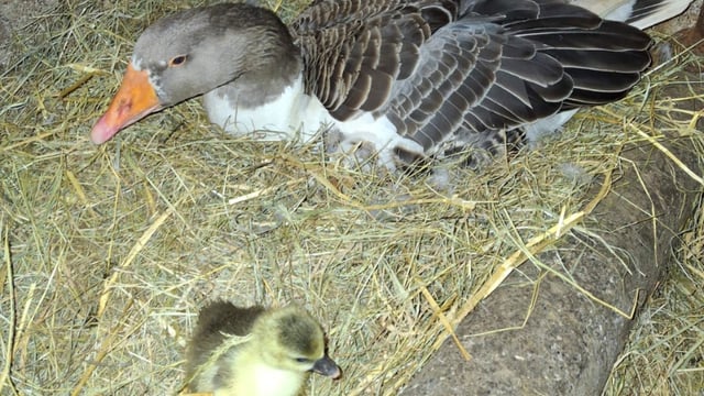 Offaly farmer claims to own a 'record-breaking' goose