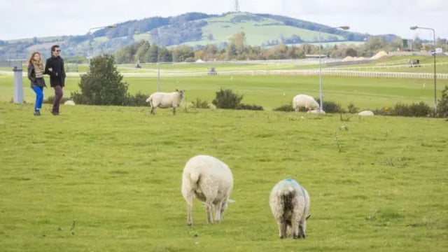 Curragh residents complain of property damages caused by livestock