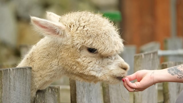 TB detected in an alpaca in south Co. Dublin