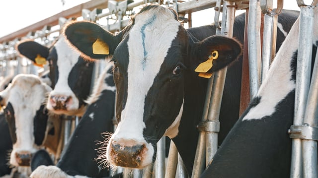Bord Bia: €6.3bn in dairy exports in 2024