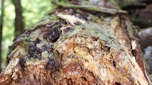 'Needs of owners' will be central to new forest windblow taskforce