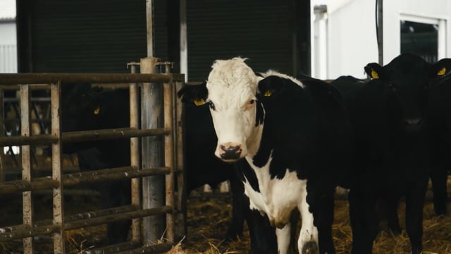 TB Awareness Series: Breeding for resistance to bovine tuberculosis