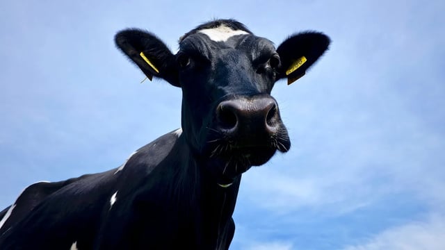 EU production of animals expected to increase this year - Eurostat