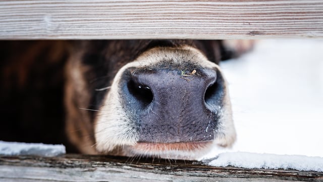 FAO calls for action amid foot-and-mouth disease outbreaks