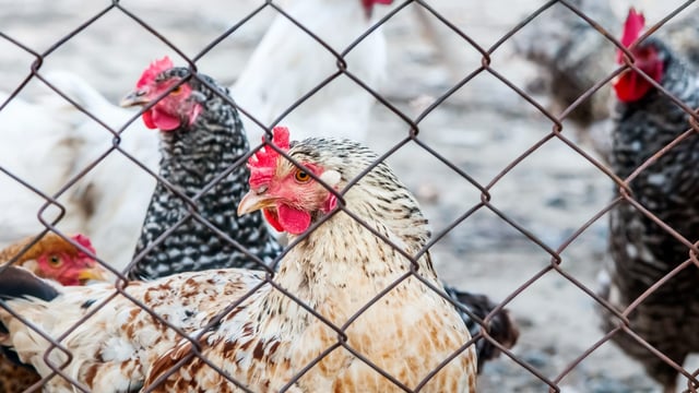 RaboResearch: EU chicken prices up 15% in Q2 2025