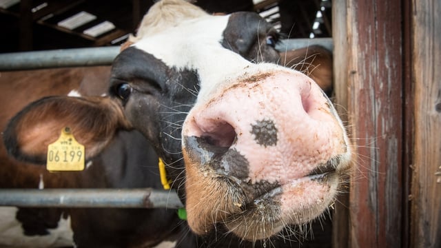 ICMSA: Time for 'hard questions/straight answers' on BVD