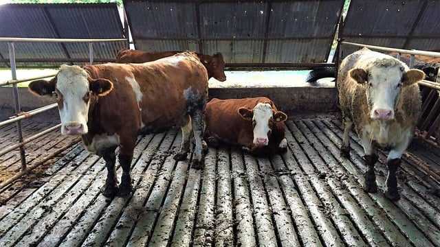 Is meal-feeding necessary for suckler cows before calving?