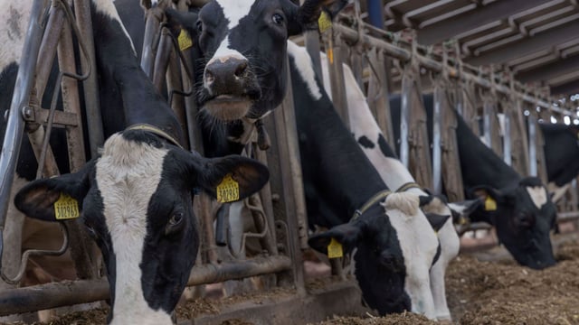 Genomic selection to increase feed efficiency and breeding resilience