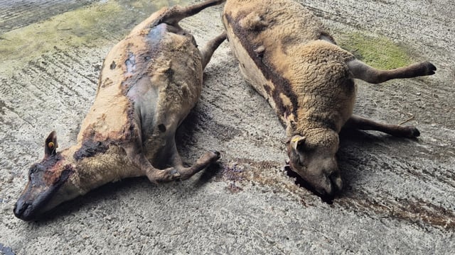 'We're not sleeping and we're not eating' - farmer on dog attacks