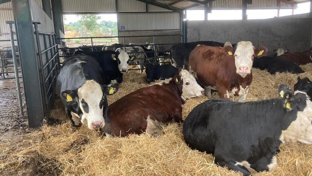 Irish Hereford Prime to host farmer info event in Thurles