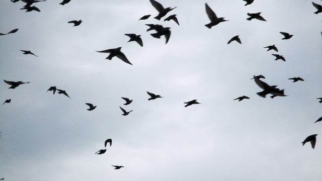Bird flu viruses 'pose an increasing threat' - EU agencies