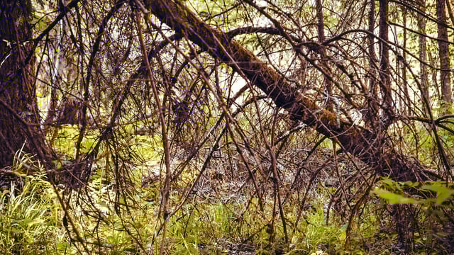 Calls for 'strict' biosecurity for used forest machinery imports