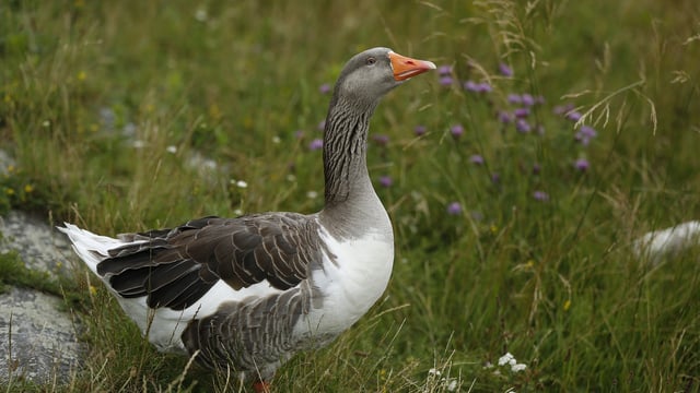 Bird flu confirmed in wild goose in Tyrone - DAERA