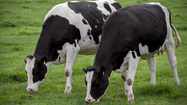 Heifer rearing should be seen as an investment, not a cost