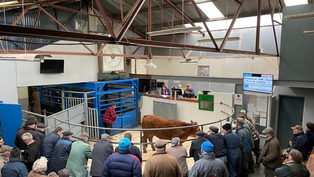 Number of cattle sold at marts up 340,000 head in 5 years