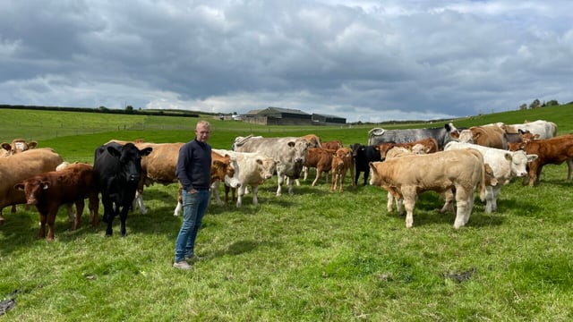 Open day set for well-known Carnew suckler and beef farm