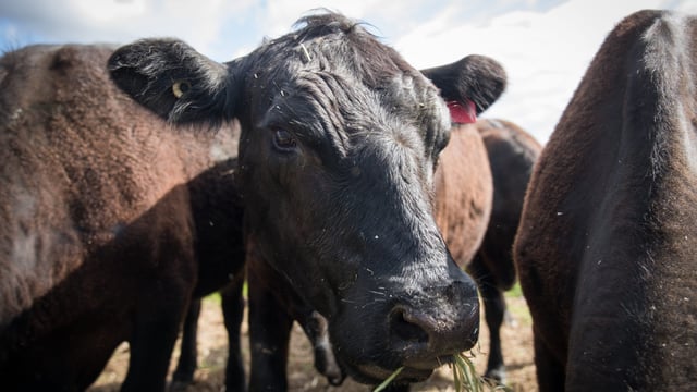 Continued strong beef prices rely on consumer confidence - Zieg