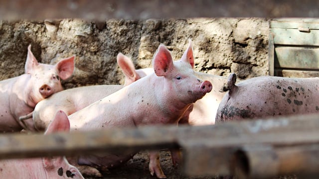 UK ban in place on import of cattle, pigs and sheep from Germany