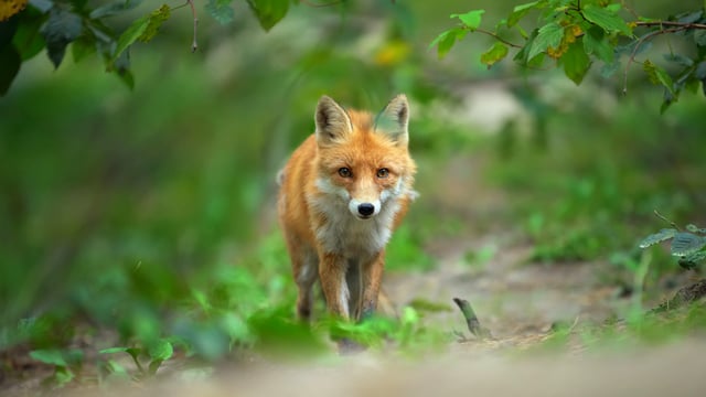 TD to introduce bill seeking to ban fox hunting