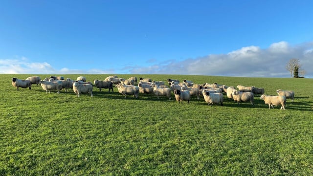 Sheep trade: Will lamb price reach €10/kg or 'fall back'?