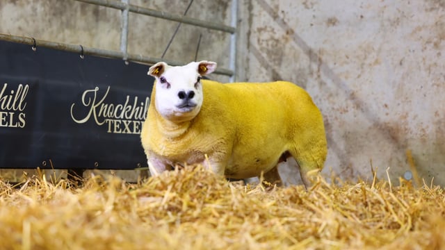 Knockhill Flock takes top prices at south-east Texel sale