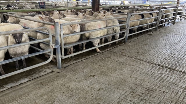 Lamb prices rise up to €1/kg on last year at Athenry Mart