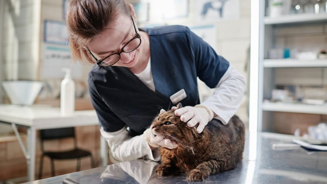 New effort to tackle NI veterinary nurses shortage