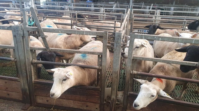 Watch: EU agri advisors visit sheep research centre in Galway