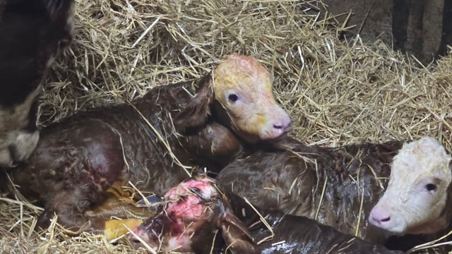 Birth of Charolais triplets comes as surprise to farmer
