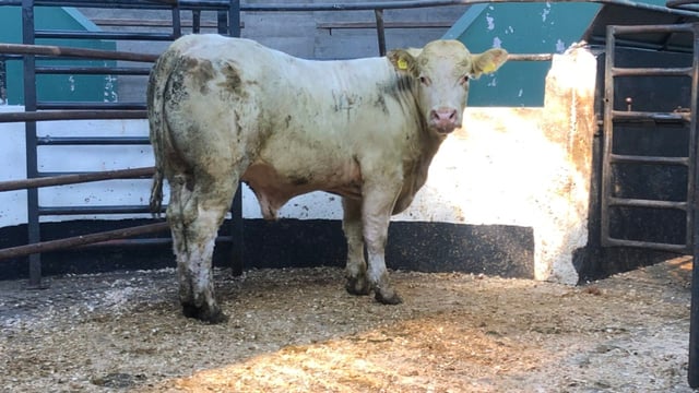 Heavy Charolais bullocks reach €3,300 at Kilkenny Mart