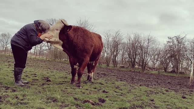Communicating with your herd using cow linguistics