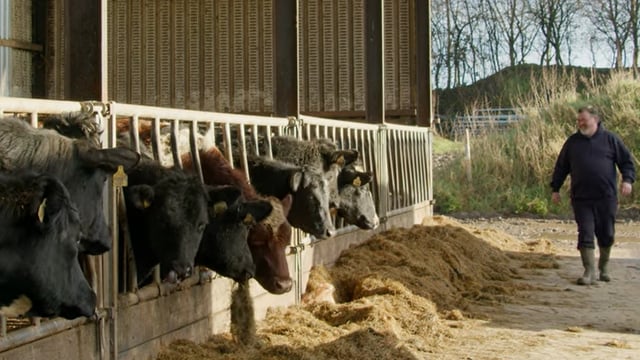 Commercial Beef Value Series: Optimising your calf purchase plan