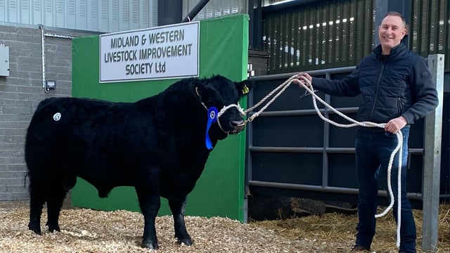 Cavan breeder secures €9,000 for Angus bull at Carrick sale