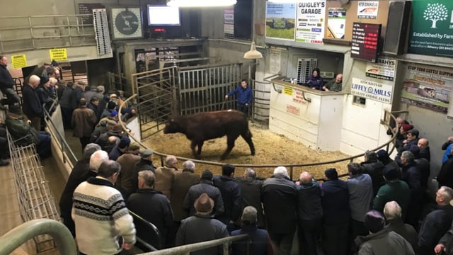 Heavy cow prices hit new heights at marts countrywide
