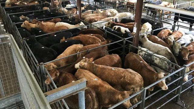 Mart trade: Bullock makes over €4,100 at Dowra Mart