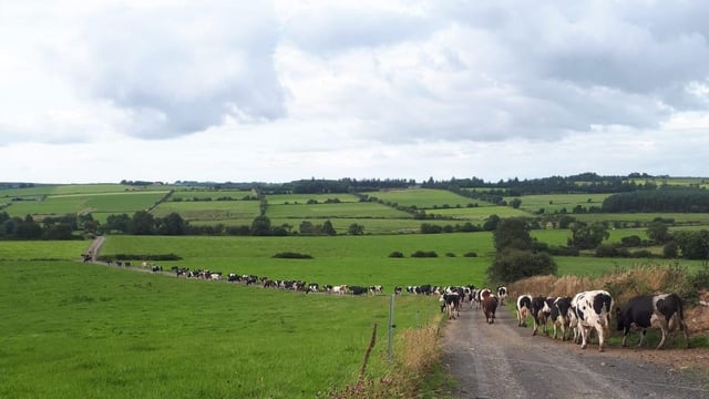Lameness: Cannot afford to have too many cases ahead of breeding