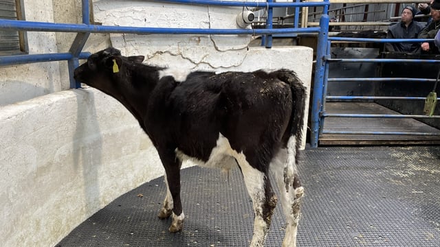 Calf prices: Strong Friesian bull calf trade 'shocking us all'
