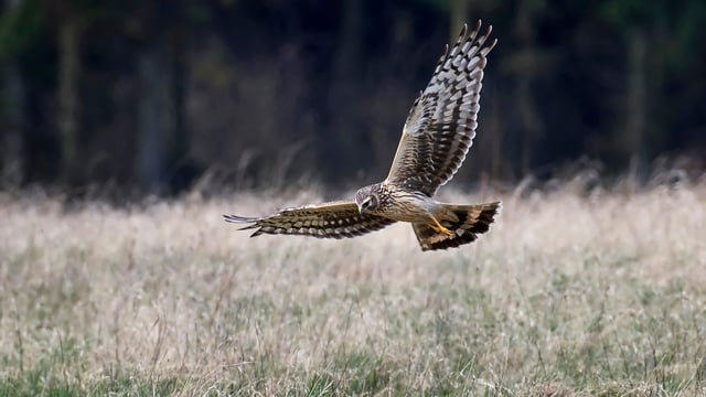 Over 1,600 farmers took part in €23.5m Hen Harrier Project
