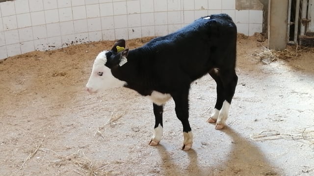 Table: Guide prices for Angus, Hereford, and Friesian calves