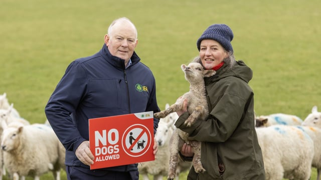 Watch: Campaign launched as dog attacks on sheep remain constant