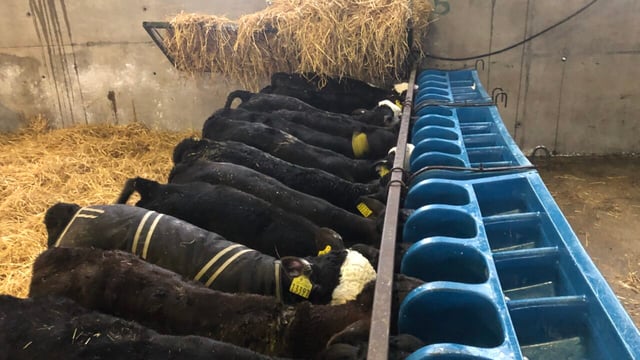 Details on restoration of €1,000 calf-rearing payment