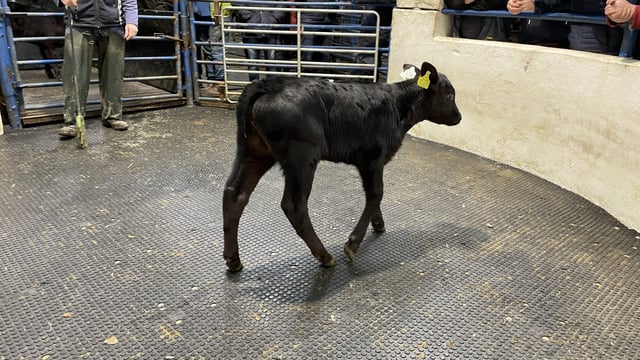 Heavier calves fetching premium prices at mart sales