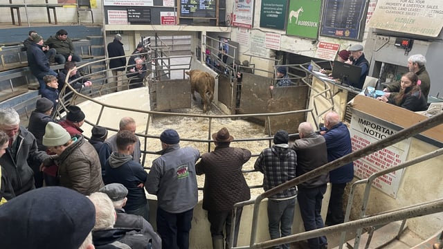 Gallery: Sample store cattle prices from Kilcullen Mart